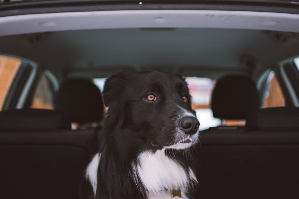 black dog in the boot of a car
