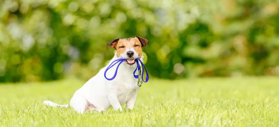 dog with leash